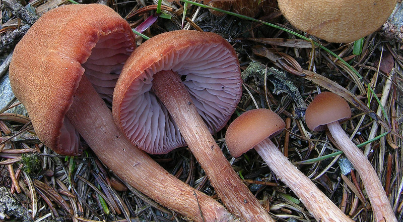 Laccaria bicolor (Maire) Orton.